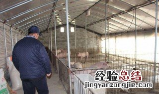 回农村养猪需要哪些条件 在农村养猪的条件
