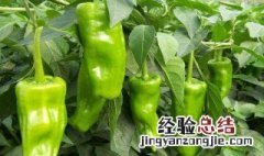 香干鸡蛋青椒窍门 香干鸡蛋青椒窍门介绍