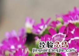 瓜叶菊花蔫了怎么办 瓜叶菊蔫了怎么办