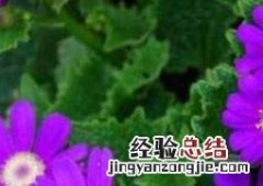 瓜叶菊花蔫了怎么办 瓜叶菊蔫了怎么办
