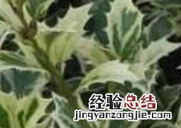 花叶柊树怎样养护 樱花树怎么养