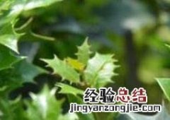 花叶柊树怎样养护 樱花树怎么养