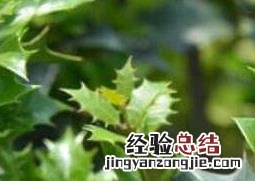 花叶柊树怎样养护 樱花树怎么养
