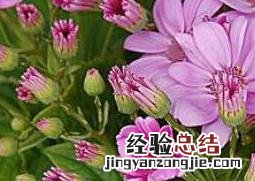 瓜叶菊怎么养 瓜叶菊怎么养家庭养法