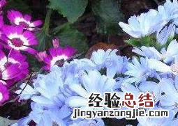 瓜叶菊怎么养 瓜叶菊怎么养家庭养法