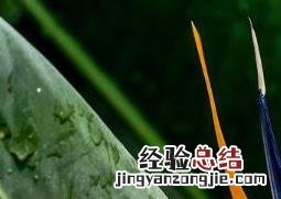 鹤望兰养殖技巧 鹤望兰如何养殖