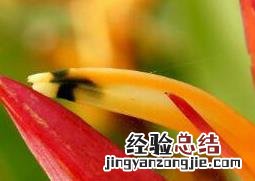 鹤望兰养殖技巧 鹤望兰如何养殖