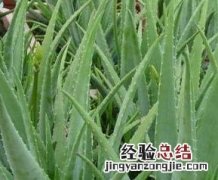 芦荟胶的功效与作用 芦荟胶的功效与作用的正确用法