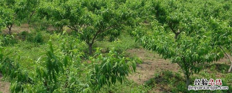 鱼蛋白叶面肥对植物的作用 氨基酸鱼蛋白叶面肥有什么作用