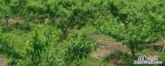 鱼蛋白叶面肥对植物的作用 氨基酸鱼蛋白叶面肥有什么作用