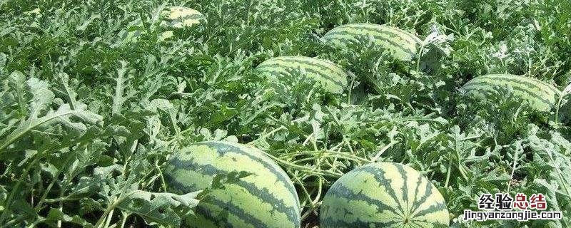 西瓜地重茬要间隔几年 西瓜地几年可以重茬