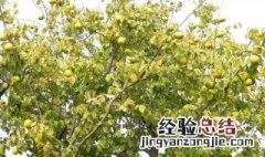 家里院子里一般不能种什么树 家里院子里不能栽什么树