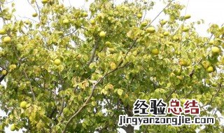 家里院子里一般不能种什么树 家里院子里不能栽什么树