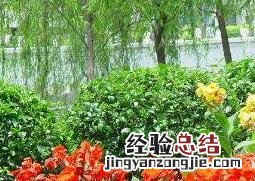 美人蕉品种有哪些 美人蕉的科属种