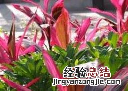 亮叶朱蕉如何养殖 亮叶朱蕉如何养殖方法