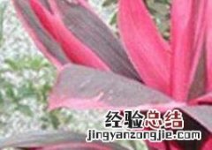 亮叶朱蕉如何养殖 亮叶朱蕉如何养殖方法