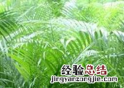 散尾葵叶子干枯怎么办 散尾葵叶子枯了怎么回事