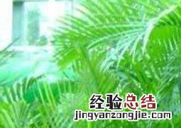 散尾葵叶子干枯怎么办 散尾葵叶子枯了怎么回事