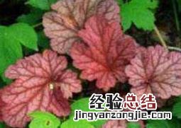 矾根是什么 矾根是什么科属