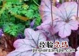 矾根是什么 矾根是什么科属