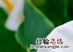 海芋恋的海芋是什么 海芋是什么