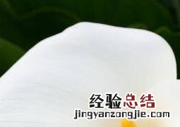 海芋恋的海芋是什么 海芋是什么