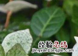 花叶络石的养殖方法和注意事项大全 花叶络石的养殖方法和注意事项