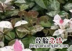 花叶络石的养殖方法和注意事项大全 花叶络石的养殖方法和注意事项
