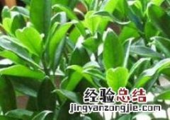 非洲茉莉如何养殖方法 非洲茉莉如何养殖