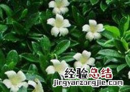 非洲茉莉如何养殖方法 非洲茉莉如何养殖