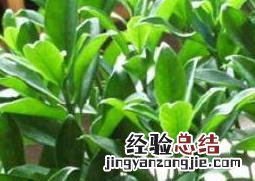 非洲茉莉如何养殖方法 非洲茉莉如何养殖