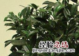 灰莉的养殖方法和注意事项 灰莉的养殖方法和注意事项