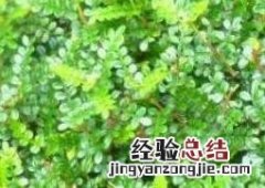 胡椒木怎么养护和浇水 胡椒木怎么养