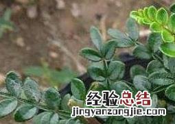 胡椒木怎么养护和浇水 胡椒木怎么养