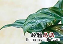 孔雀竹芋怎么养才能更旺盛 孔雀竹芋怎么养