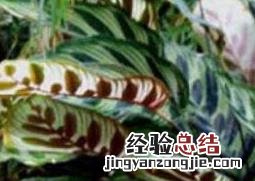 孔雀竹芋怎么养才能更旺盛 孔雀竹芋怎么养