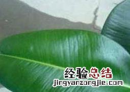 黑金刚橡皮树怎么养 橡皮树怎么养