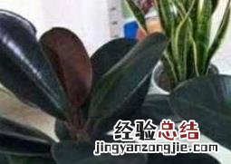 黑金刚橡皮树怎么养 橡皮树怎么养