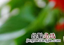 红掌的养殖方法 红掌的养殖方法和注意事项