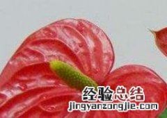 红掌的养殖方法 红掌的养殖方法和注意事项