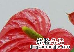 红掌的养殖方法 红掌的养殖方法和注意事项
