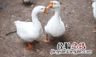 已经杀好的鸭子和鹅怎么区别 宰杀后的鸭子和鹅如何辨别