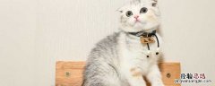 郑振铎的猫的主旨内容 郑振铎猫主要内容概括