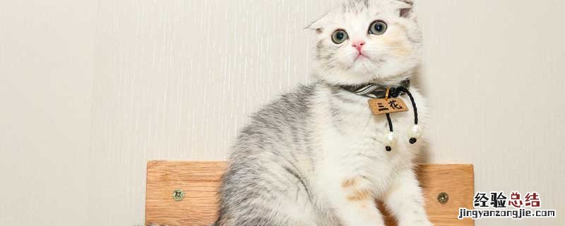 郑振铎的猫的主旨内容 郑振铎猫主要内容概括