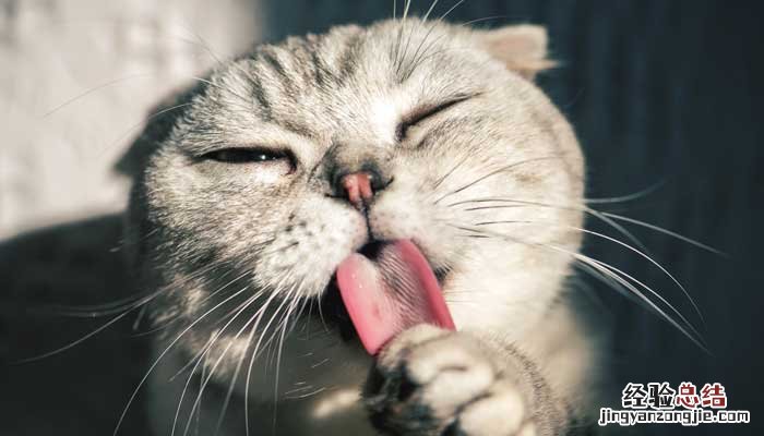 郑振铎的猫的主旨内容 郑振铎猫主要内容概括