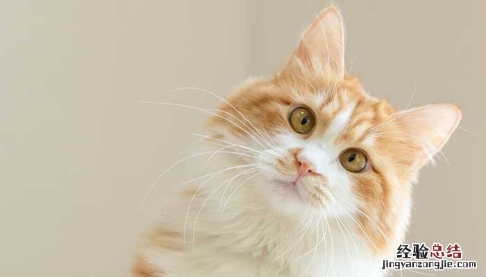 郑振铎的猫的主旨内容 郑振铎猫主要内容概括