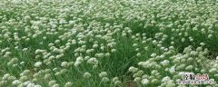 韭菜花如何摘洗 韭菜花怎么摘洗