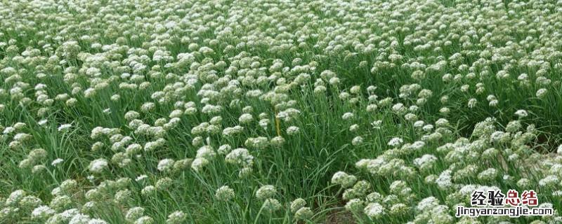 韭菜花如何摘洗 韭菜花怎么摘洗