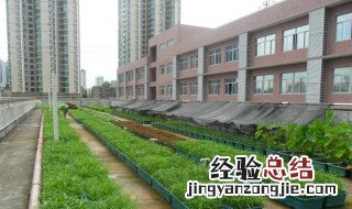 天台菜园怎么做 天台菜园怎么做菜