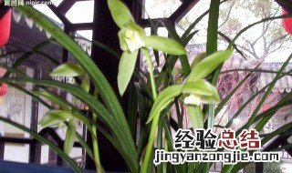 兰花的含义是什么 兰花花的含义是什么
